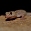 Gekon turecky - Hemidactylus turcicus 8214